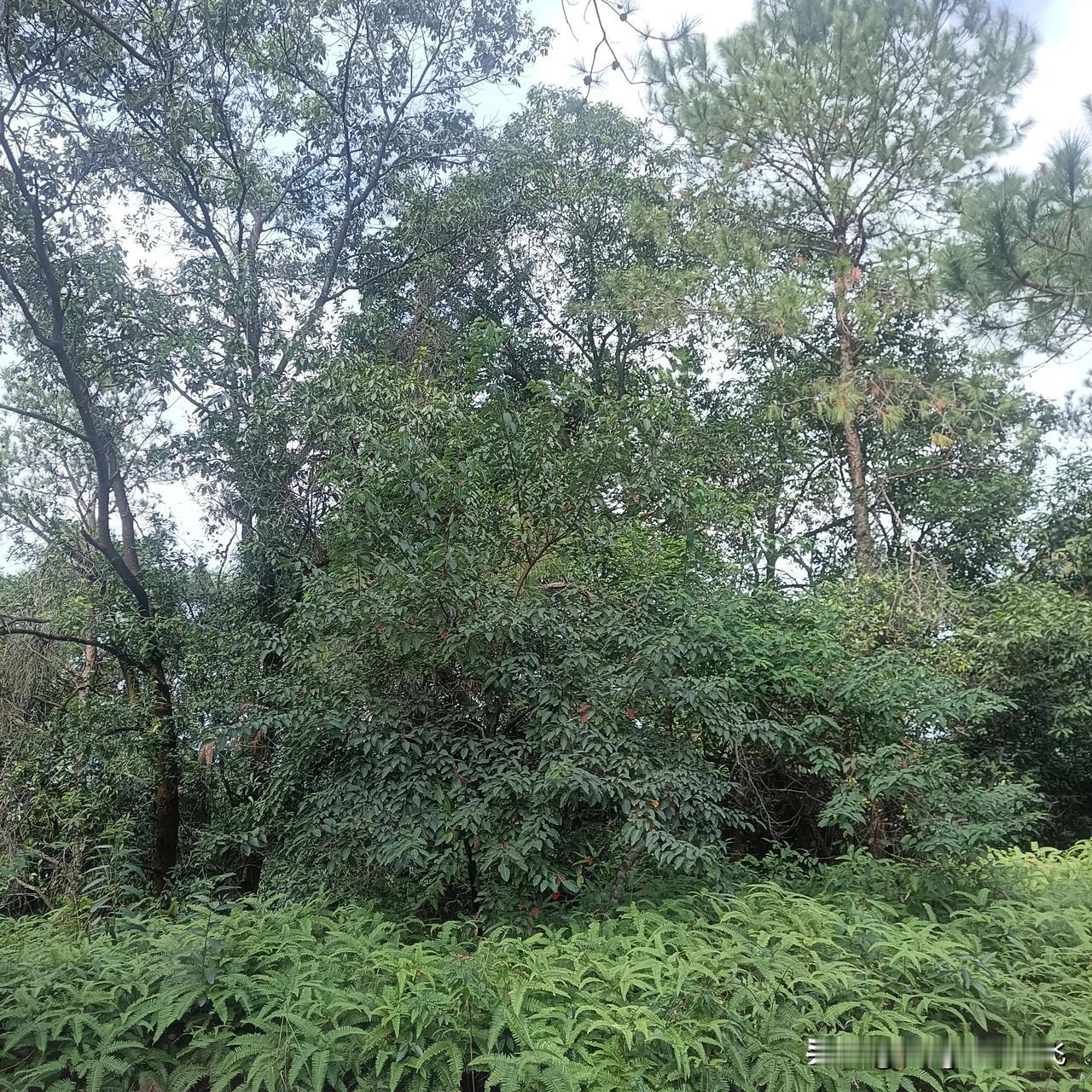 在我身后的大树上，有一只鸟儿大声的叫着，好像想和我说话一样，它看得见我，可我看不