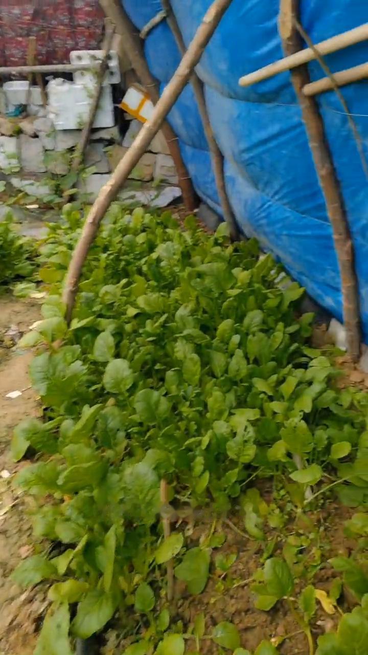 小菜园里的高科技，冬暖大棚蔬菜郁郁葱葱。
亲爱的朋友们大家好！这期视频给大家分享