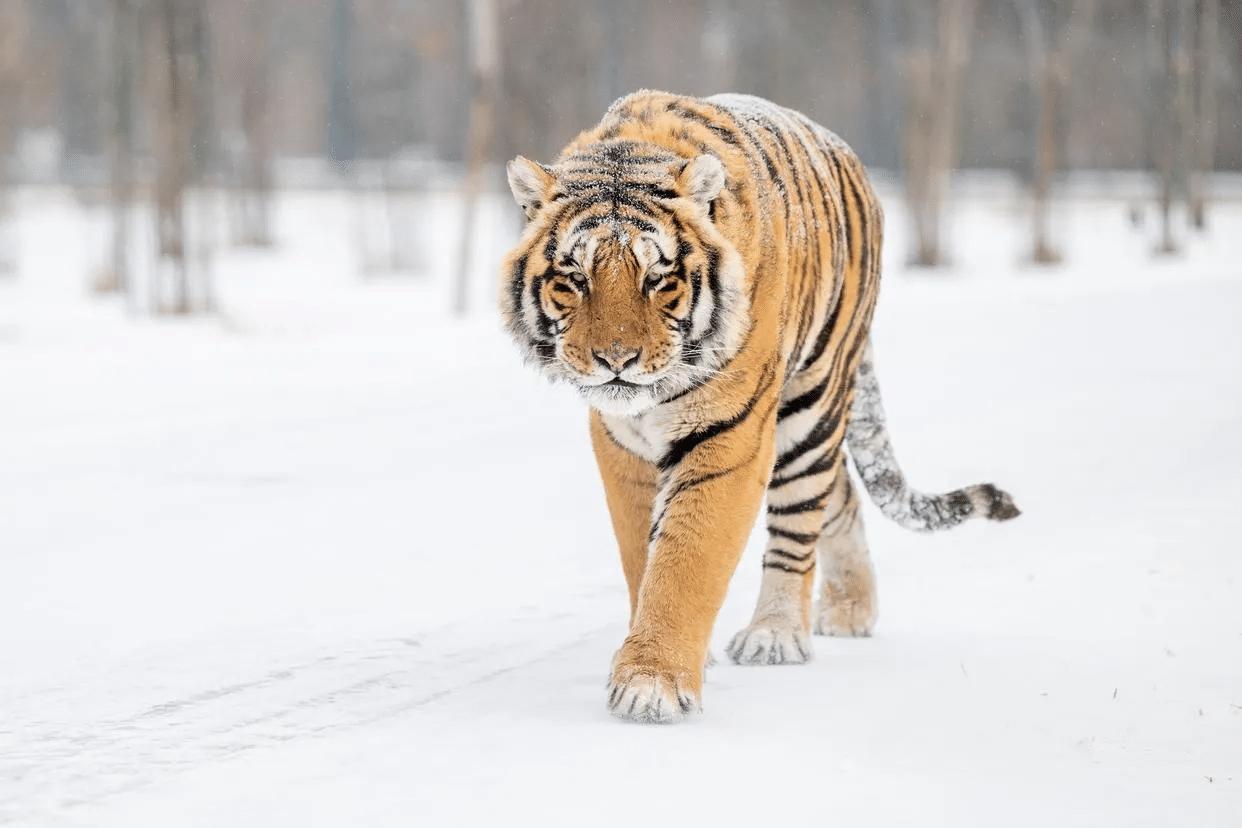 “可把俺们吓坏了！大半夜的，院子里突然来这么个‘大家伙’，圈里的鹿直接被咬死两头