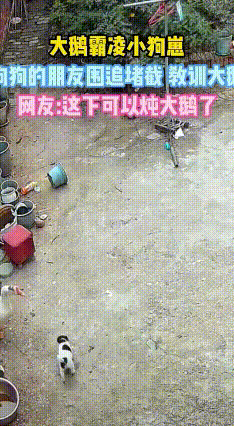 河南周口一农家院上演现实版“不作死就不会死”
大鹅因屡次啄咬幼犬，被狗妈、狗哥等