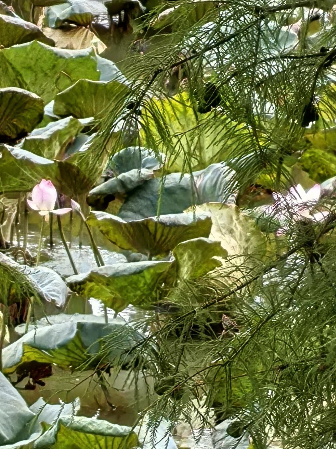 下午一点钟出发，走了两个小时的路去同沙生态公园看荷花，结果荷花只有飘飘渺渺的几朵