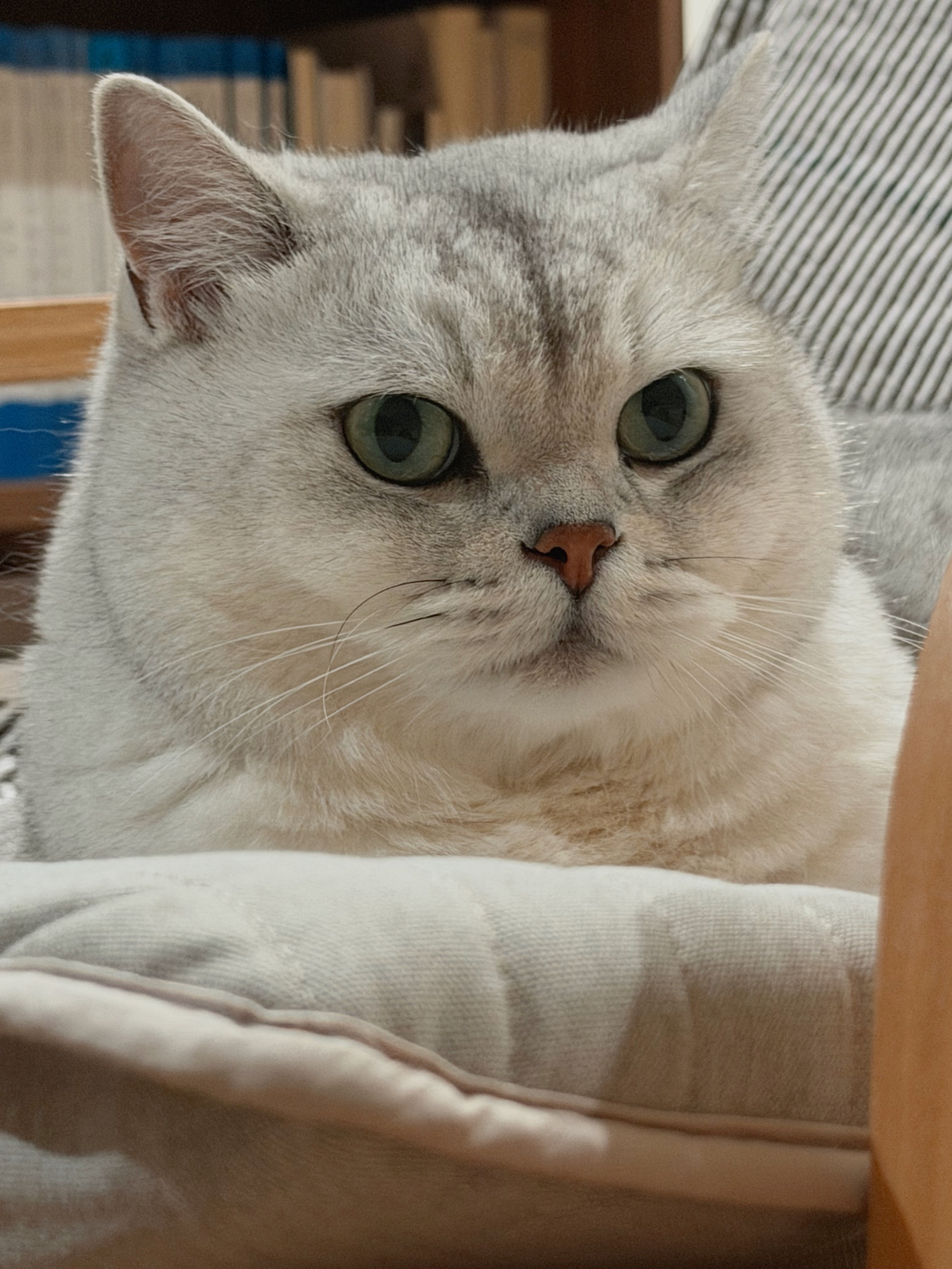 高冷上了