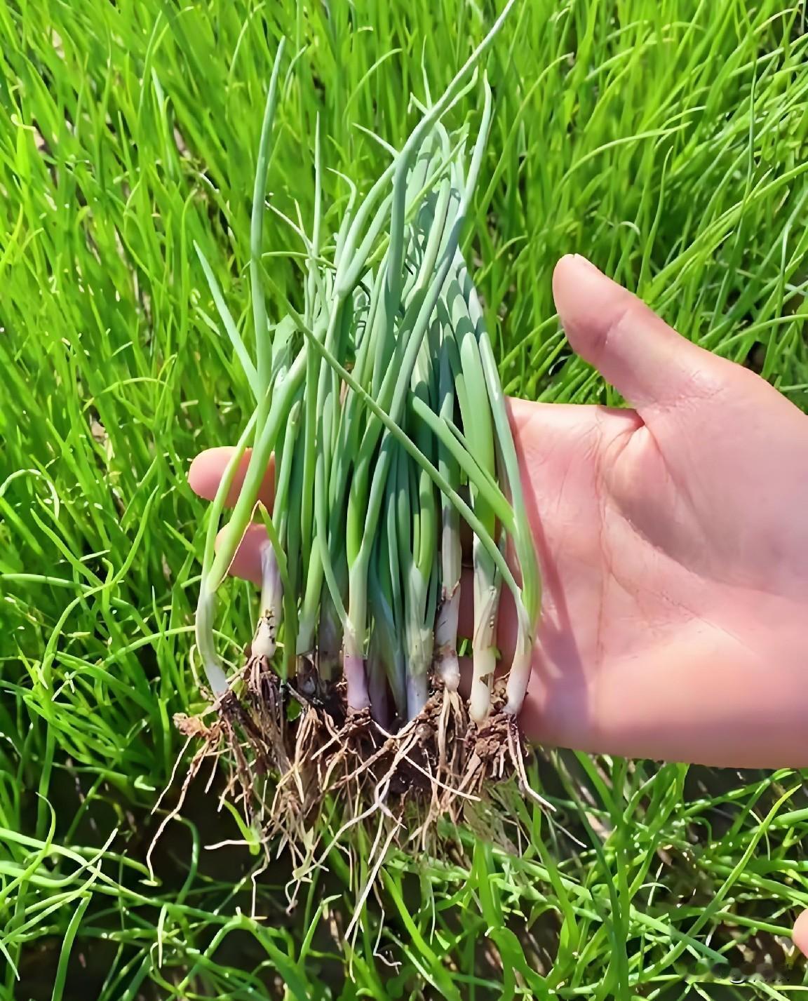 北方菜友注意！洋葱育苗抓紧时间播种
 
咱们石家庄的菜友们注意了，眼下正是洋葱育