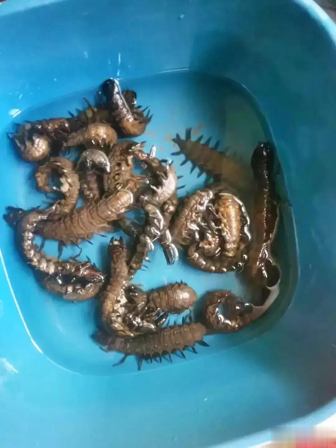 嘎嘣脆，鸡肉味[大金牙]