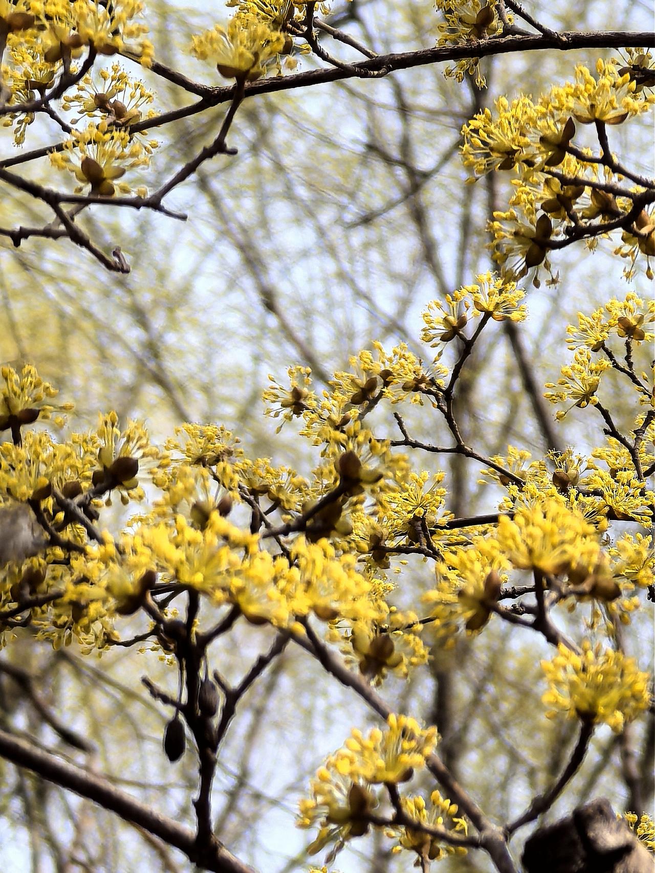 紫竹院公园里的小众树种——山茱萸