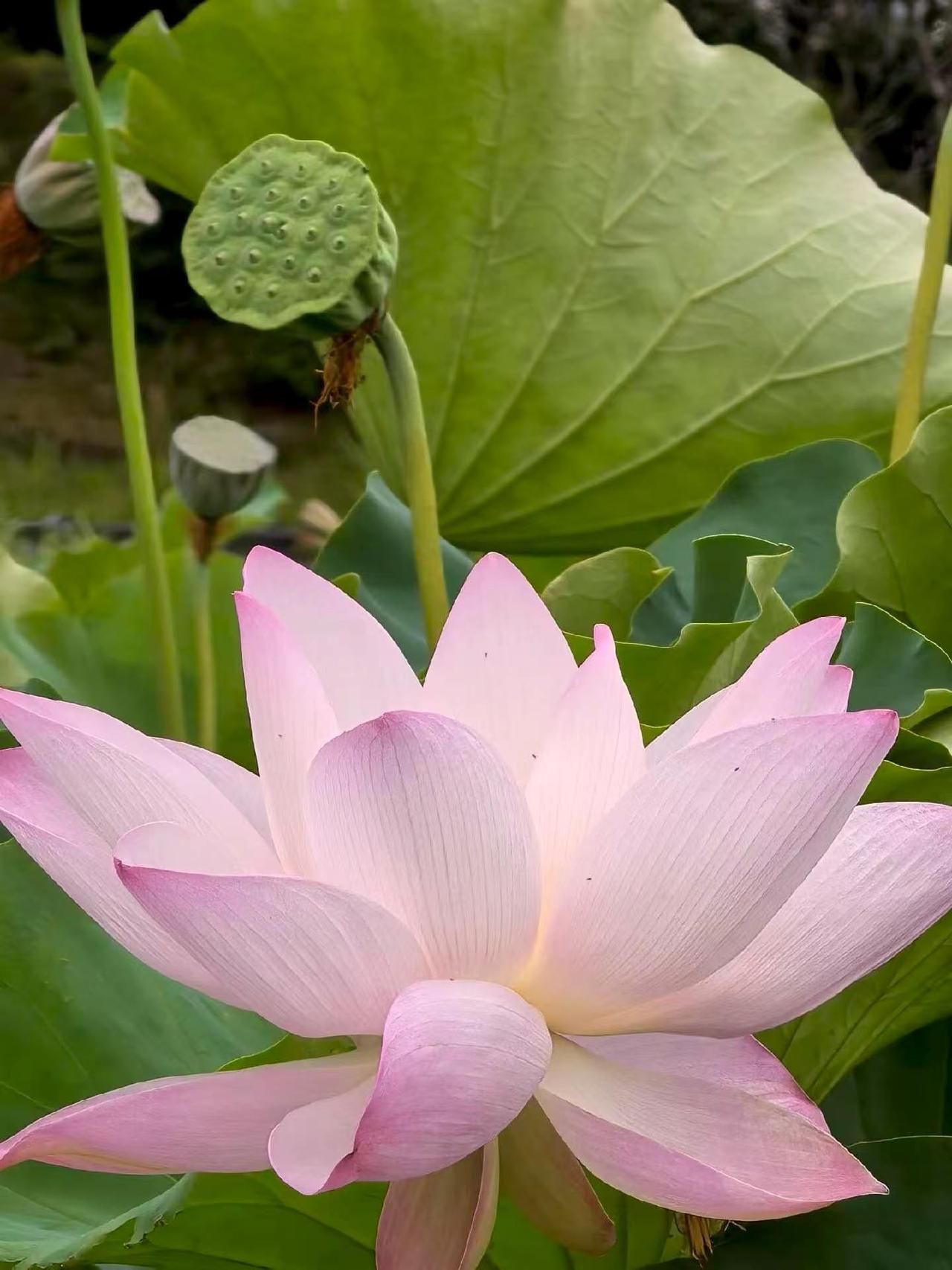 直到今天才恍然明白
一个女人最舒展的状态
便是孤独自在，
清醒沉静
康健愉悦
不