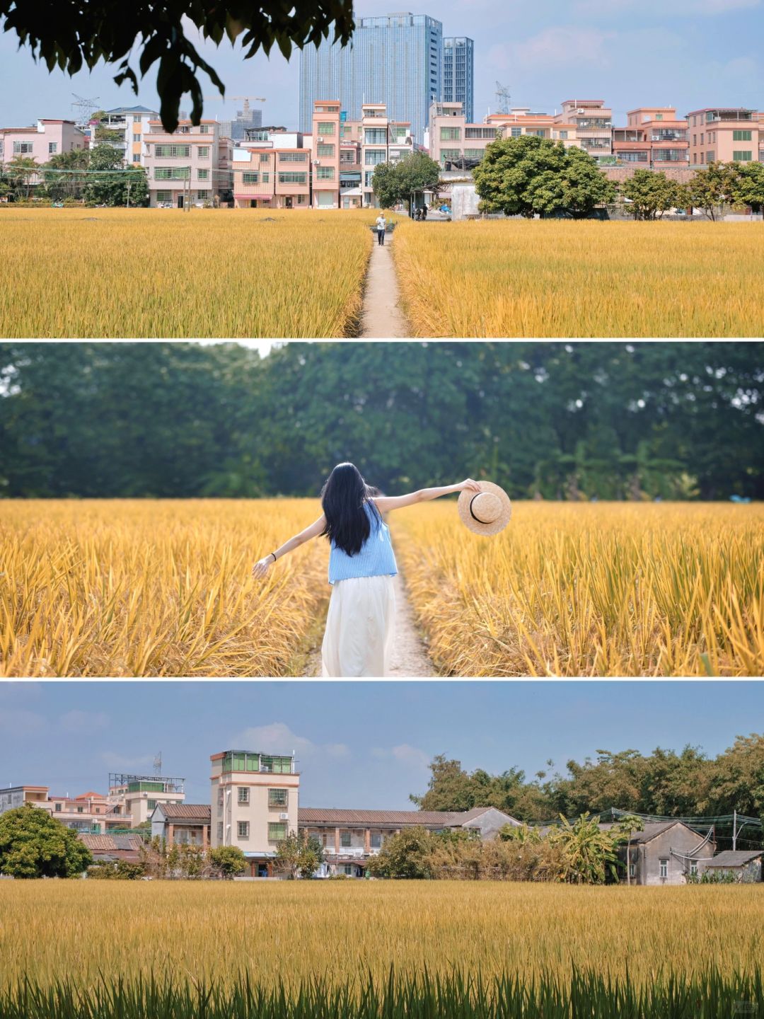 广州这片宝藏小众稻田拍照太美啦‼️公交直达