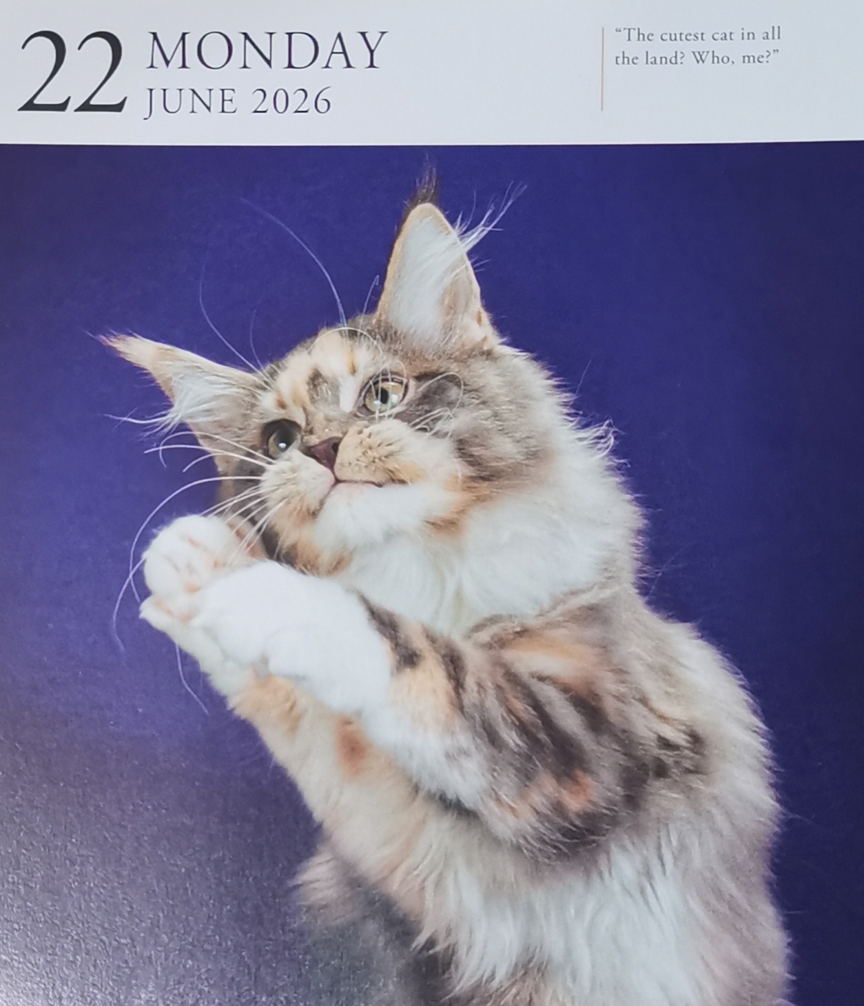 猫宁。多帅强弟，都夏眠不觉晓。一日二猫，洋猫作揖？中猫瞧什么？