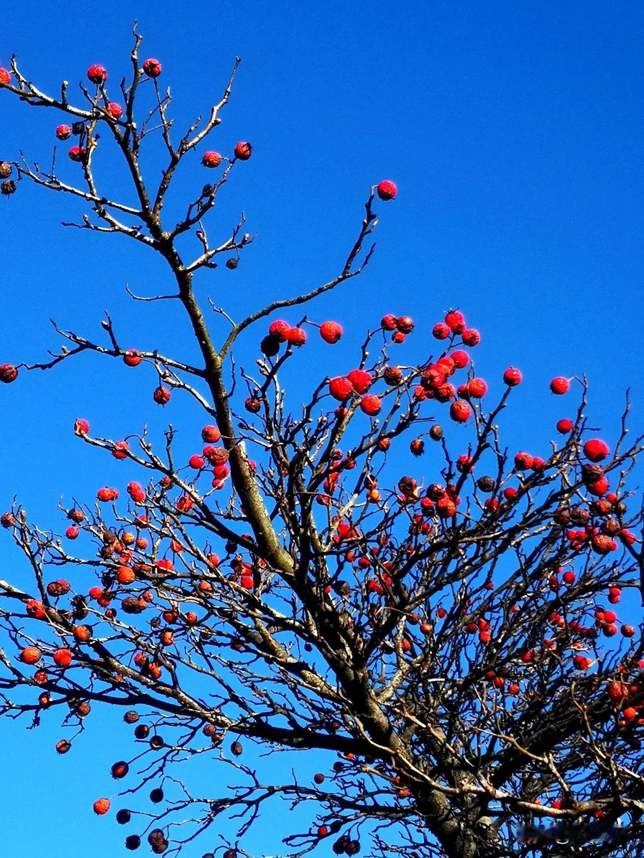 一树红果映蓝天，
经过四季暑与寒。
待等春芽发满枝，
果落入泥不相见。