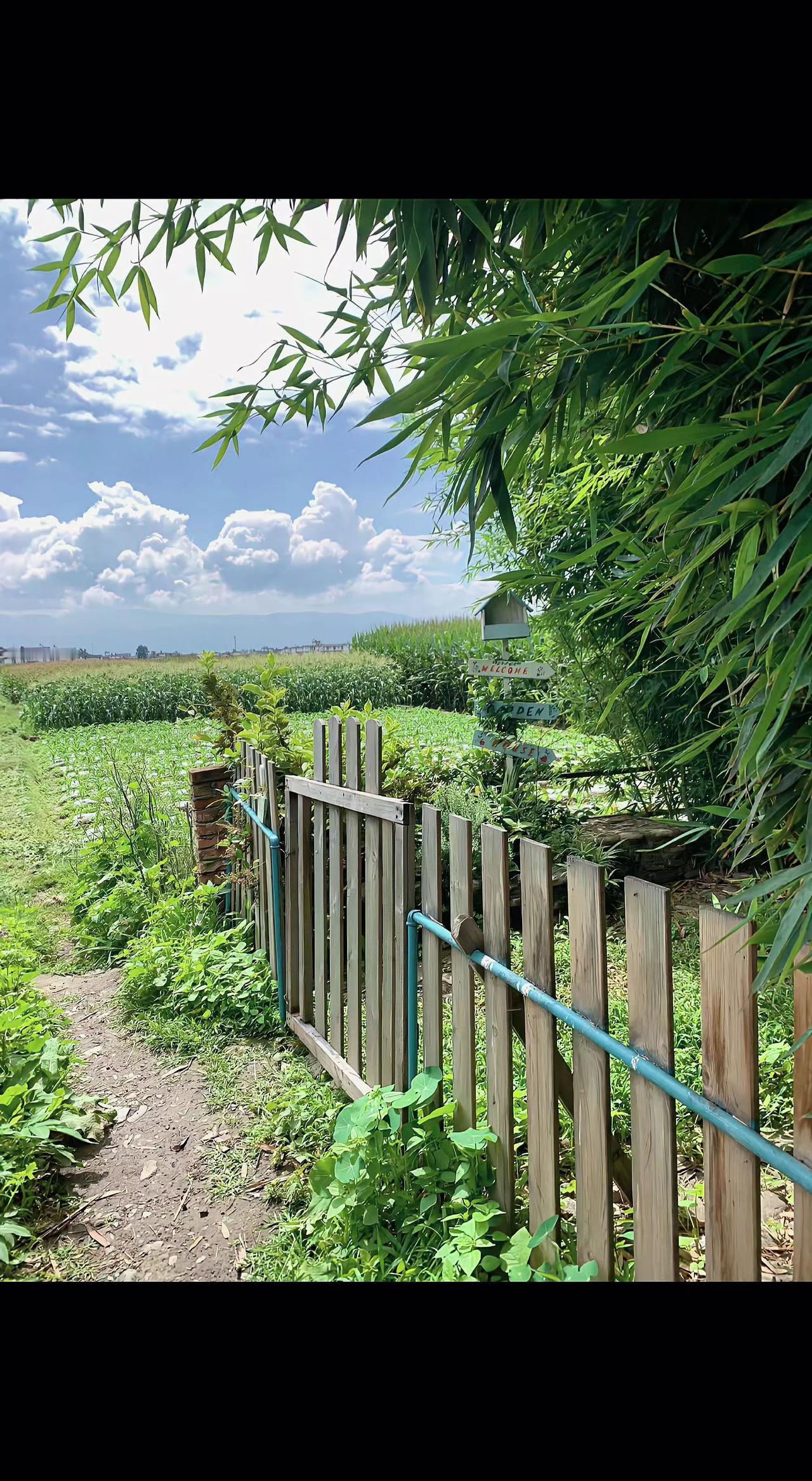 🌿木栅栏轻掩着夏天，竹影筛碎云絮☁️。风过处，草叶都在说悄悄话～