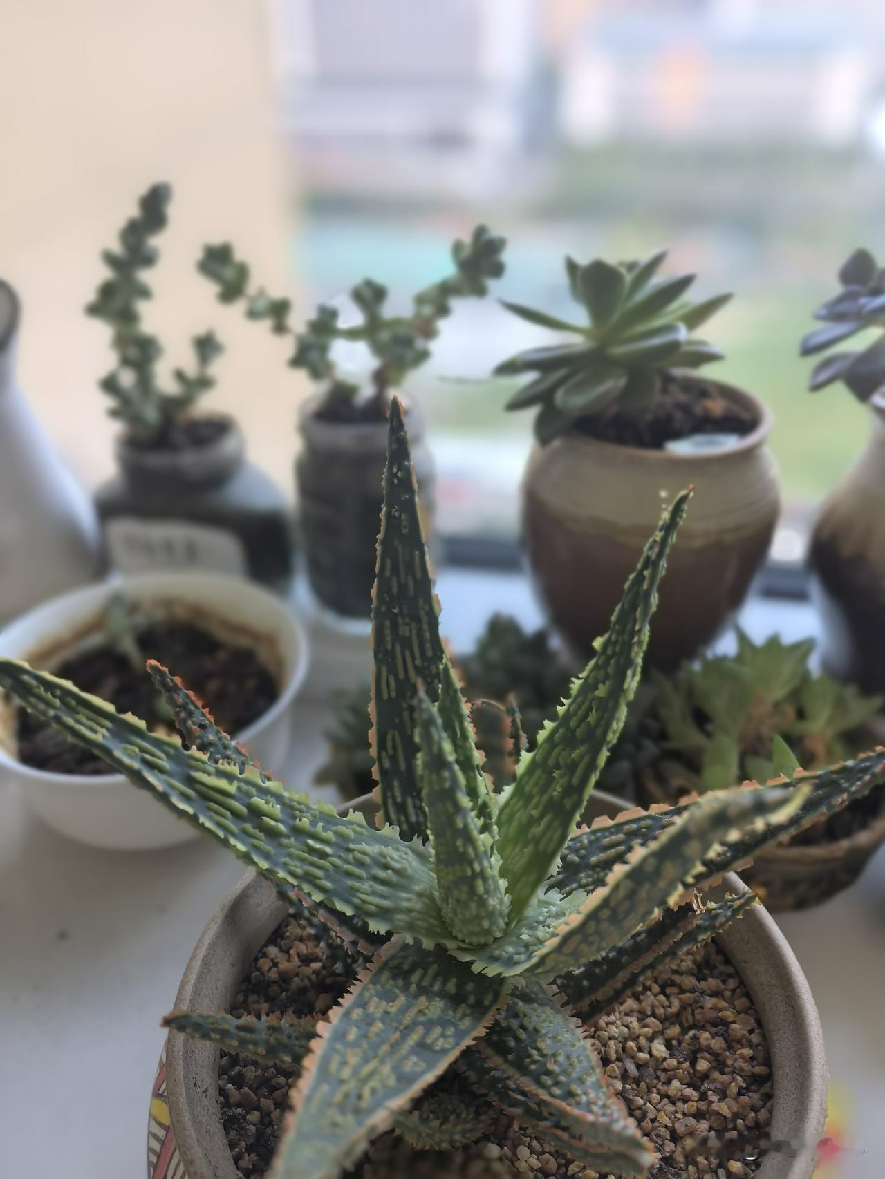 原来最好的日子就是无病。能吃得香，睡得安稳。每天过着平静寻常的小日子。

昨天打