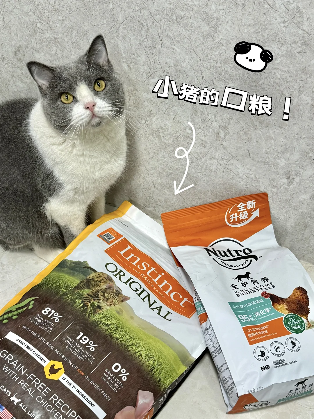 解密小猪日常都在吃什么口粮✌🏻