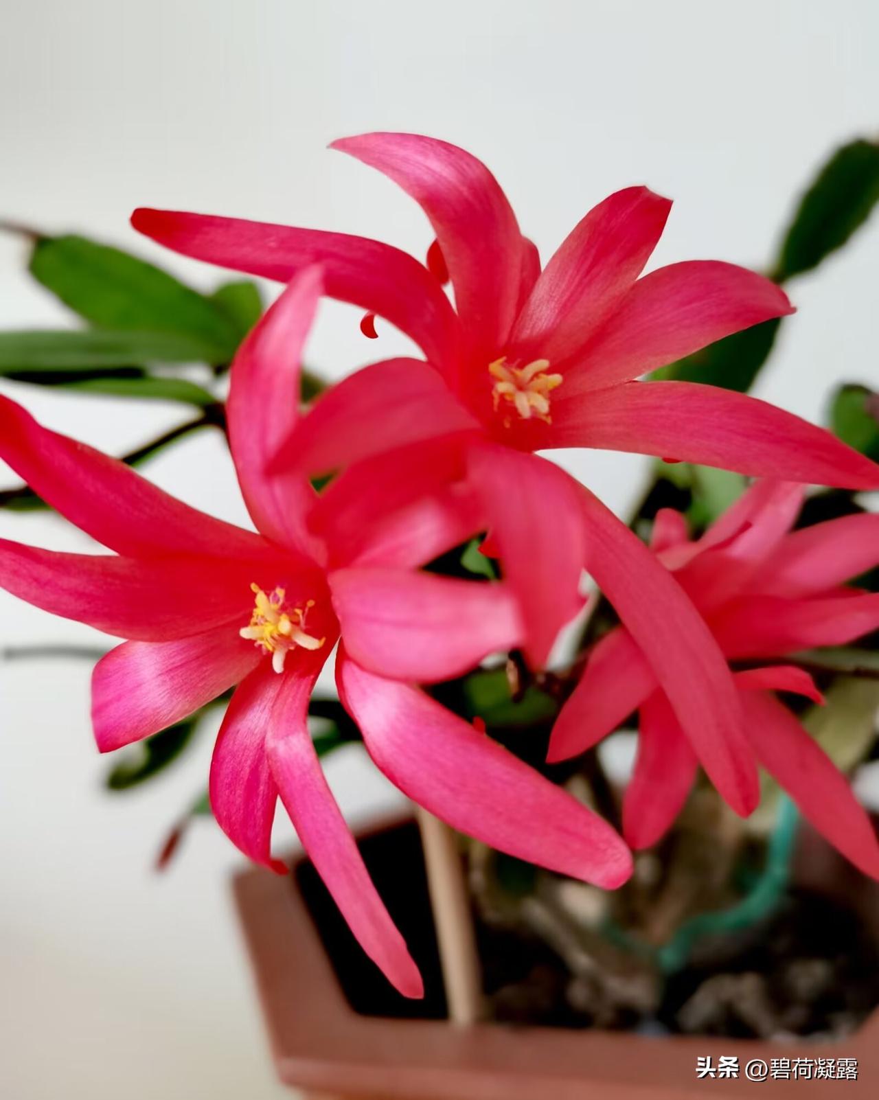 在春天的怀抱里，我学会了放下烦恼，拥抱当下的美好。春天没有心事，只顾开花，花开美