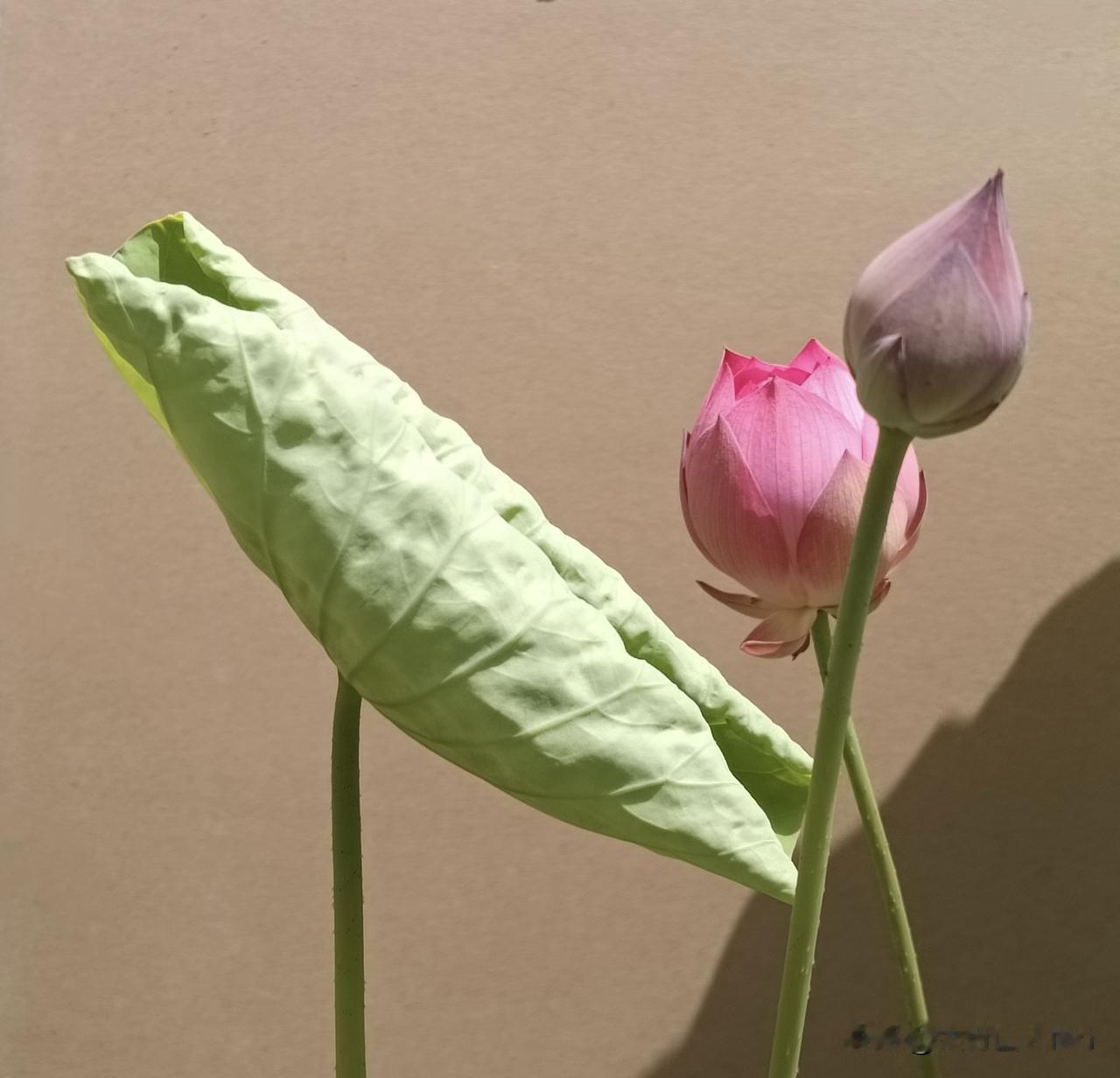 一卷青叶，半朵粉莲，一枚待放花苞，光影安静，夏日静谧尽在此间……
（内容由豆包A