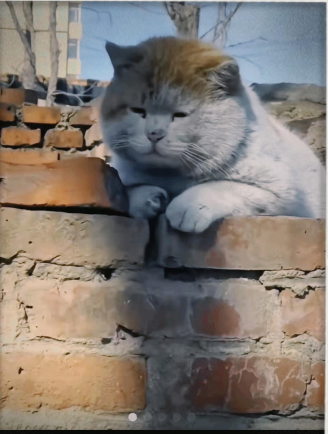 胖嘟嘟的身躯，脏兮兮的样子，一双小眼睛代表了它的智慧，为了那点口粮四处奔波，再看