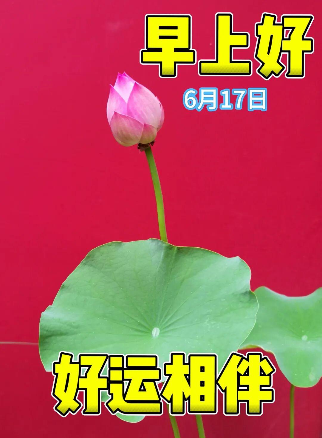 🌸清晨的露水在草叶上闪烁着，把一整晚的运气都聚在了里面。太阳出来，福气就会弥漫