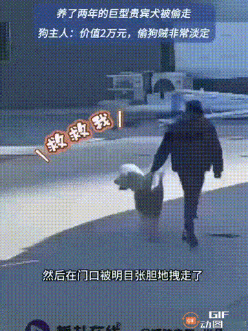 河北保定一名男子养了一只贵宾犬，由于母亲在院子里和小狗玩，就没有给它拴绳，谁料母