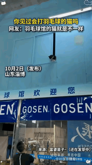 现在全网最让人意外的动物明星就是这只羽毛球猫了吧！

不是因为会卖萌也不是因为长