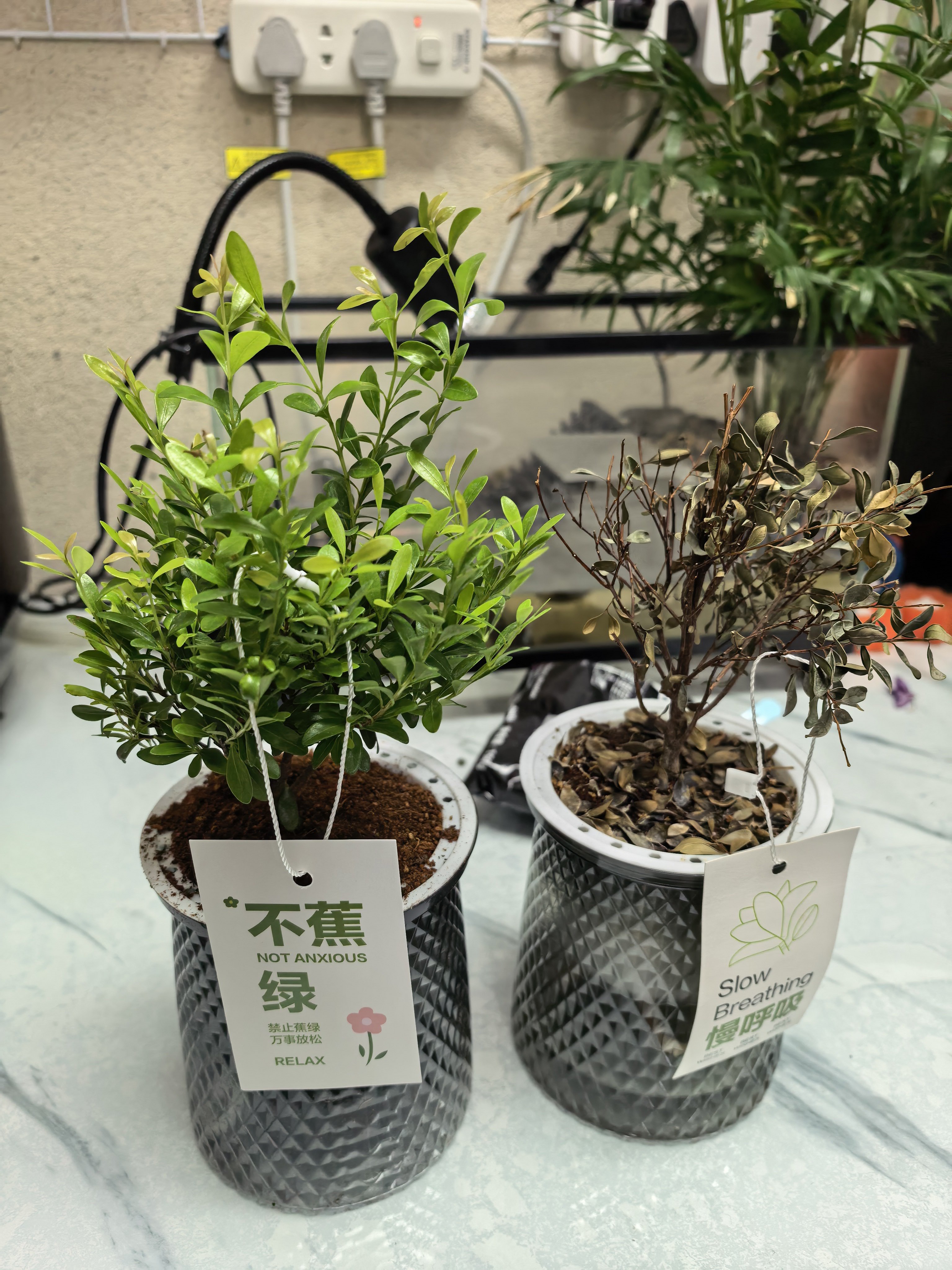 其实小叶赤楠根本不像网上说的那么难养，你只需要每三天浇一次水，每两周施一次肥。每