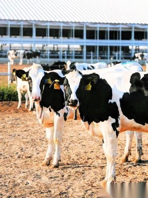 最开始我以为AI养牛只是互联网新概念，直到深入了解后才发现背后的逻辑。
前几天听