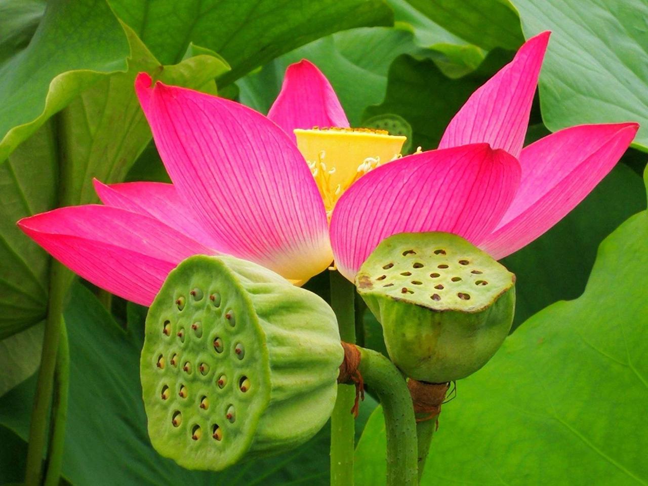 #夏日荷花香满池，你对下联#
上联：夏日荷花香满池
下联：春风杨柳绿盈岸

解释