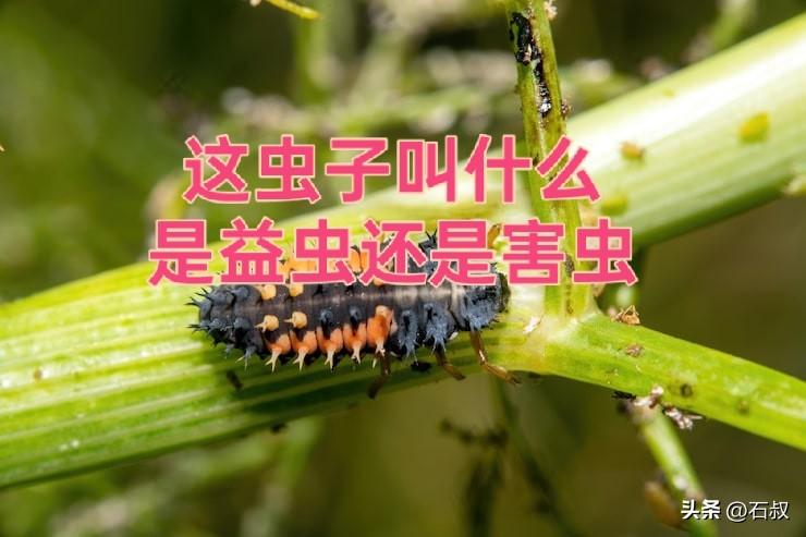 菜园遇到带刺怪虫，差点误杀益虫！
今天到菜园种菠菜，种完顺手摘辣椒，一看可把我惊