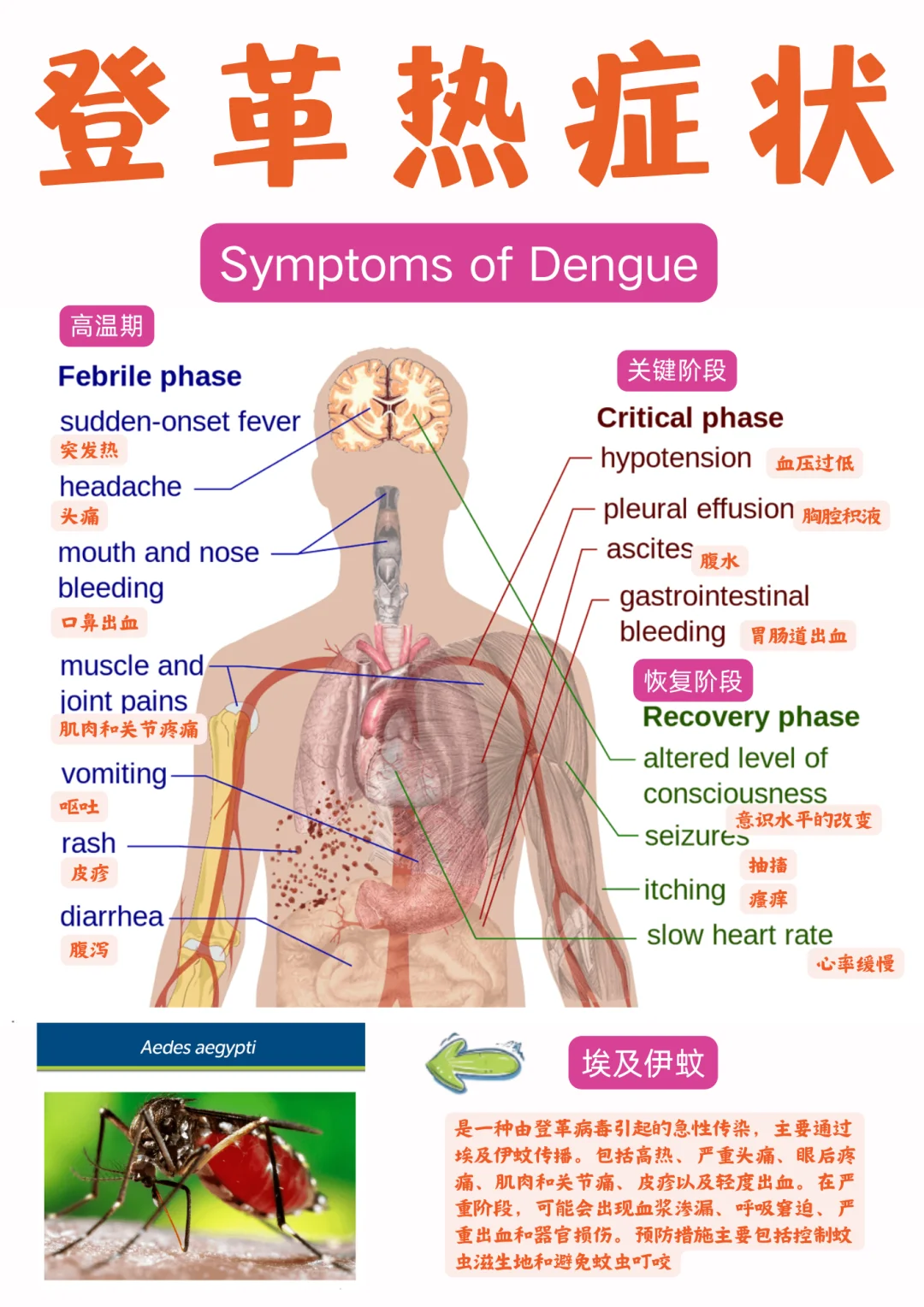 备考RN/登革热内容！！学！！单词