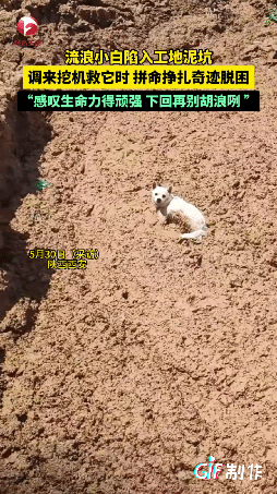 果然潜力无限大！陕西西安，一男子在工地看到一只小白狗被困在泥潭中，准备借助挖机救