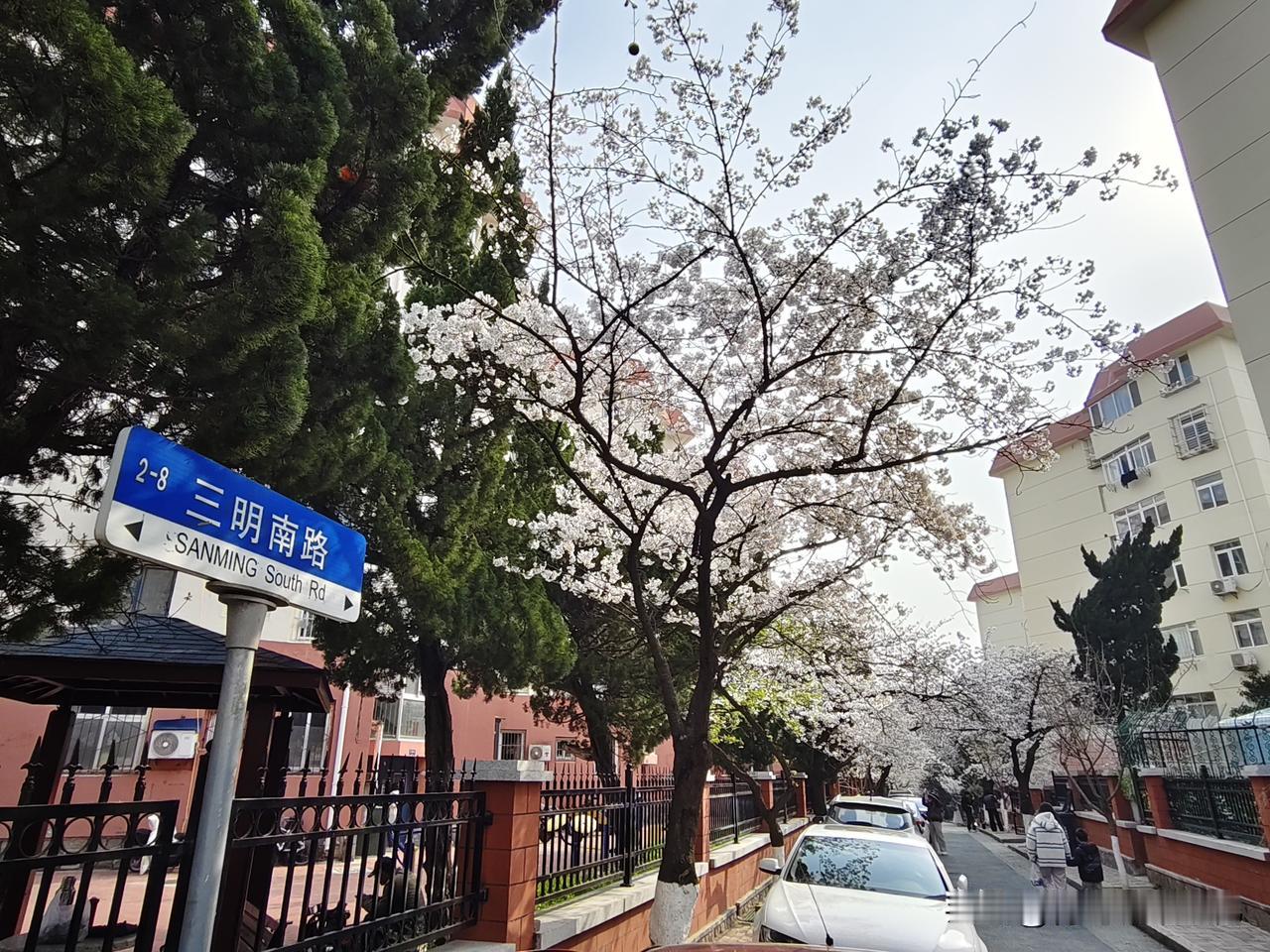 繁花三明，最美樱花路如约而至！三明南路，一条百米长的居民小巷，满树烂漫，如云似霞