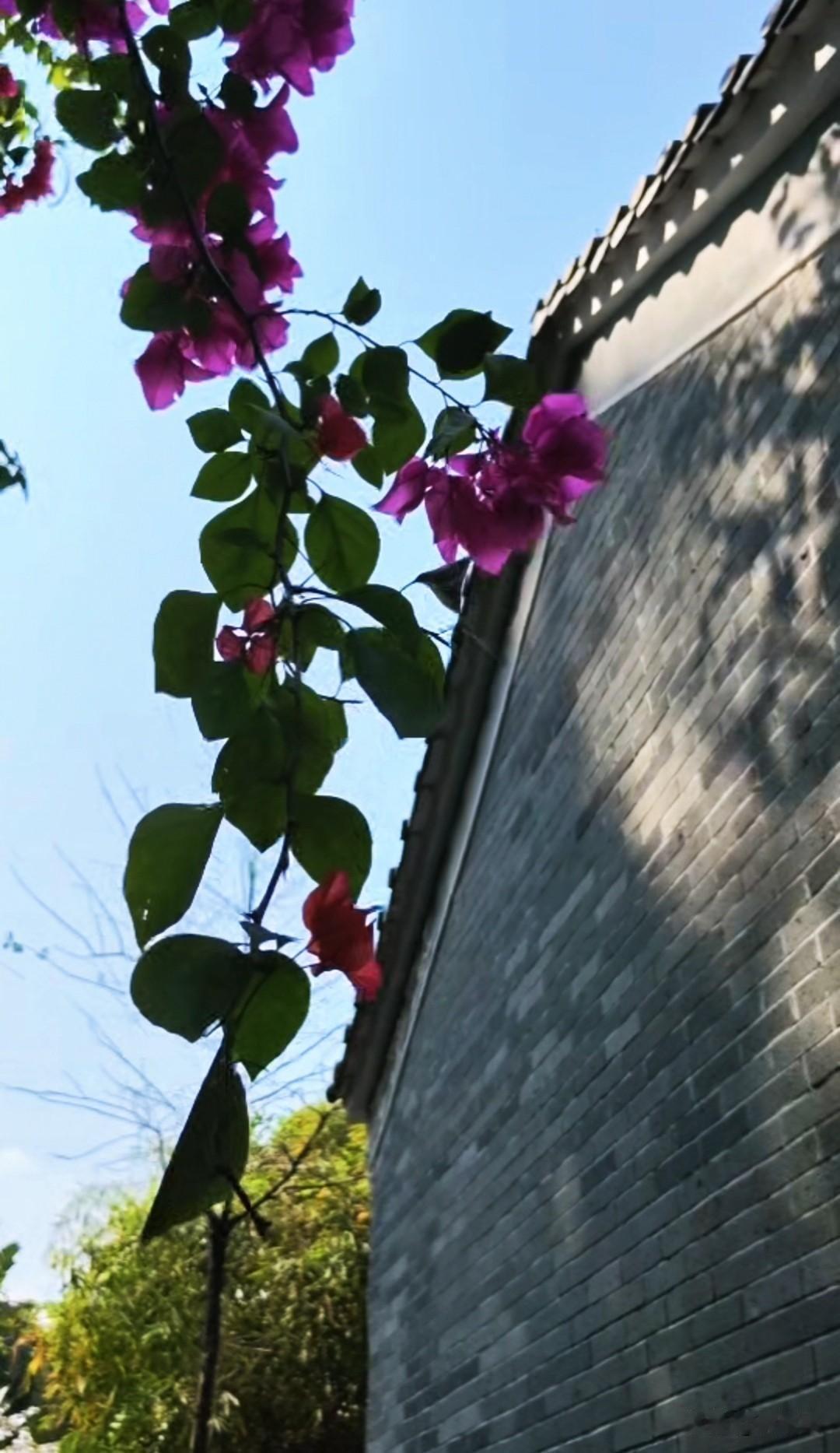 晒图笔记大赛三角梅与苏东坡住过的小屋，让惠州多了几分诗人的浪漫。我们做为游客也会