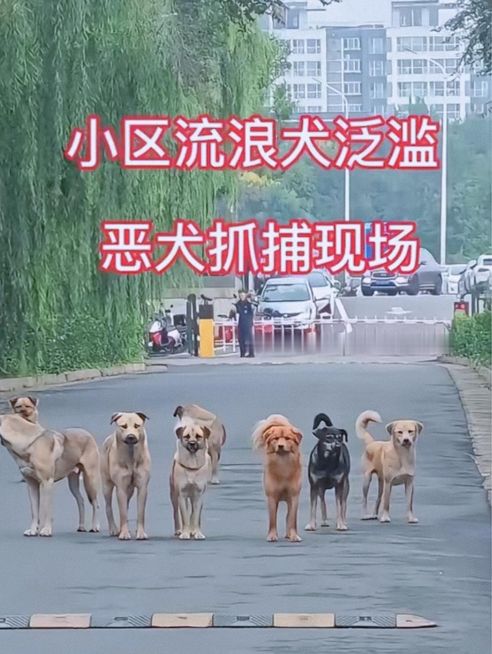 不拴绳的狗为什么应抓走？

理由有二：
1、国法有明文规定，拴绳是狗主人的义务。