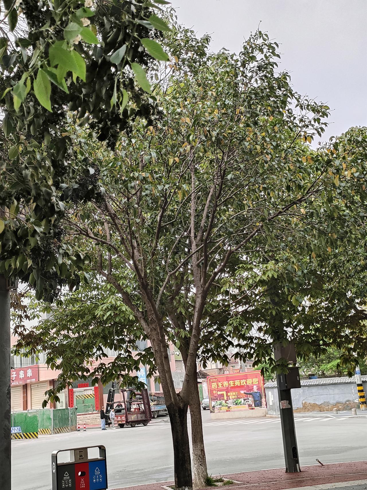 春日生活打卡季街边绿树亭亭，守护一方烟火日常。步履匆匆间，寻常街景也藏着岁月安稳