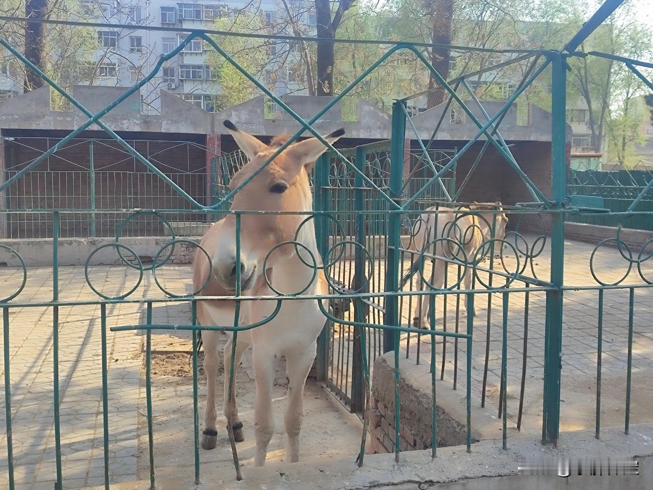 没有一头驴能活着走出保定，但在这里不行了！
保定动物园的西藏野驴，堪称全网最安全