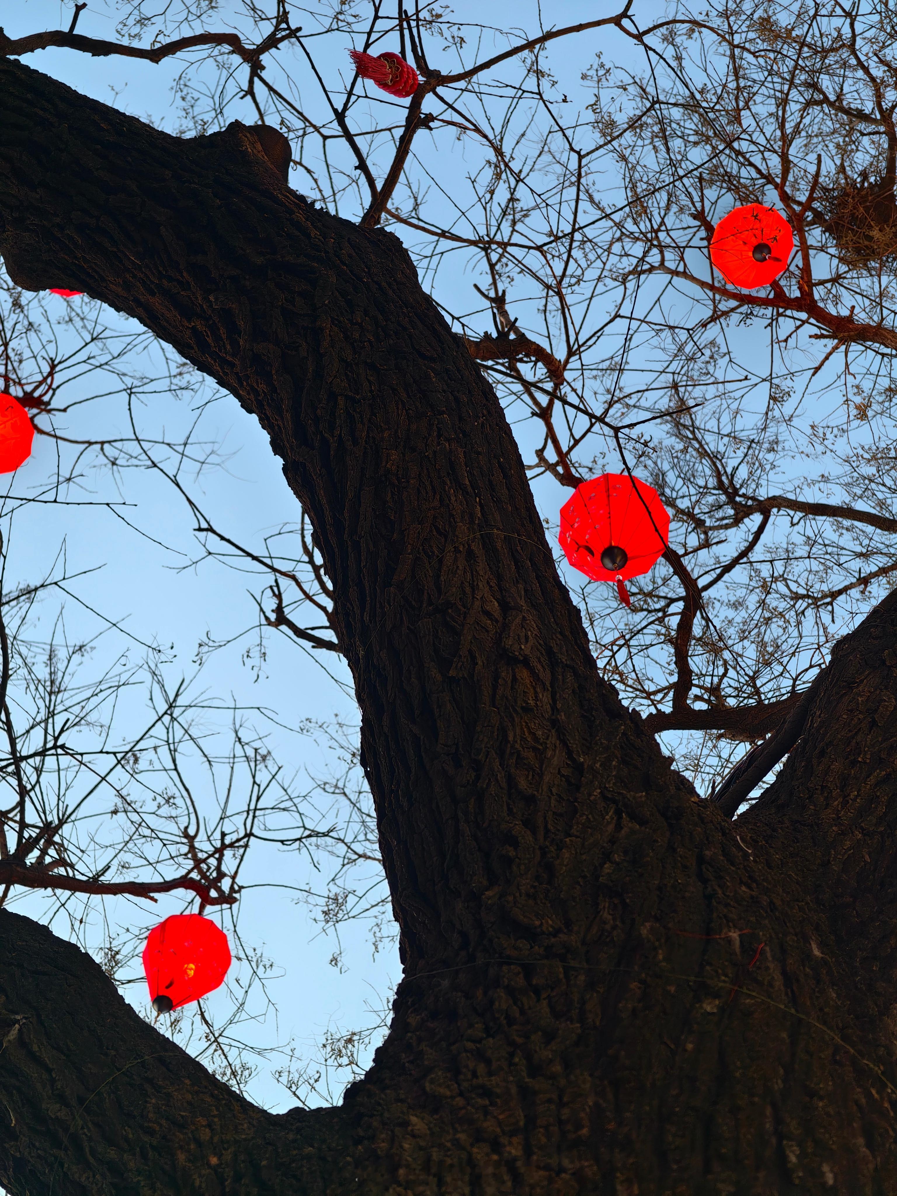 火树银花，年味正浓——模式口大街  摄影