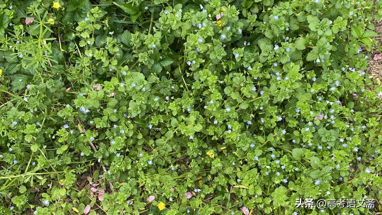 春日生活打卡季春日野花盛开，绿意盎然，美不胜收！🌸🌿