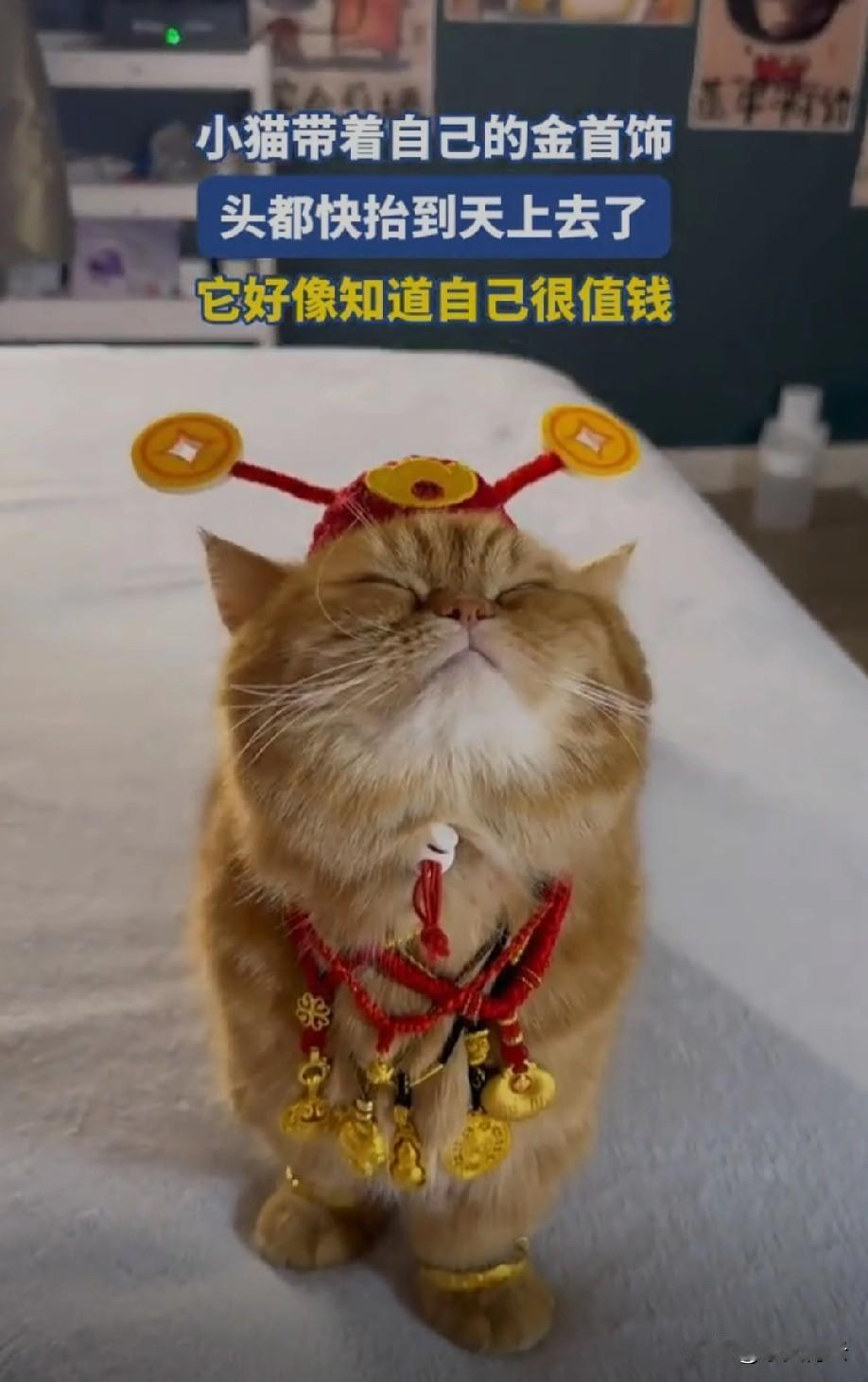 猫猫为了拍个视频
也是不容易啊
小心颈椎病犯了[偷笑]