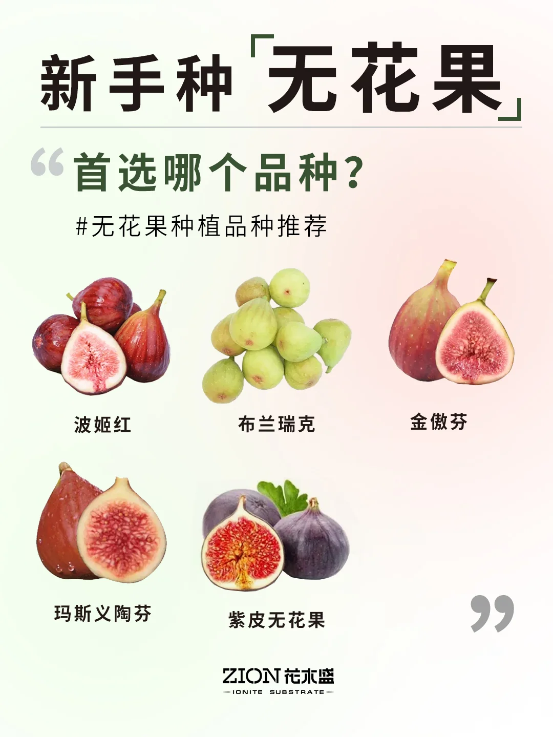 新手种无花果，首选哪个品种？轻松易上手