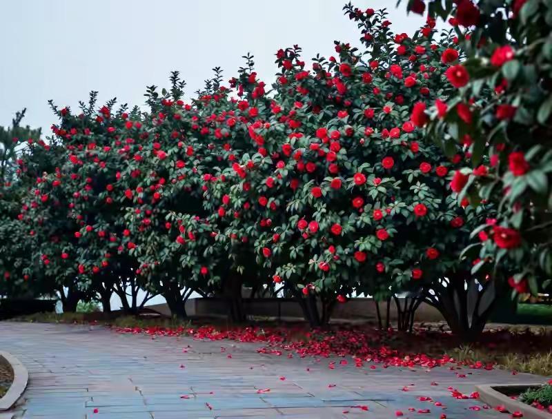 王铎：崂山的耐冬花开了，五一观花正当时。