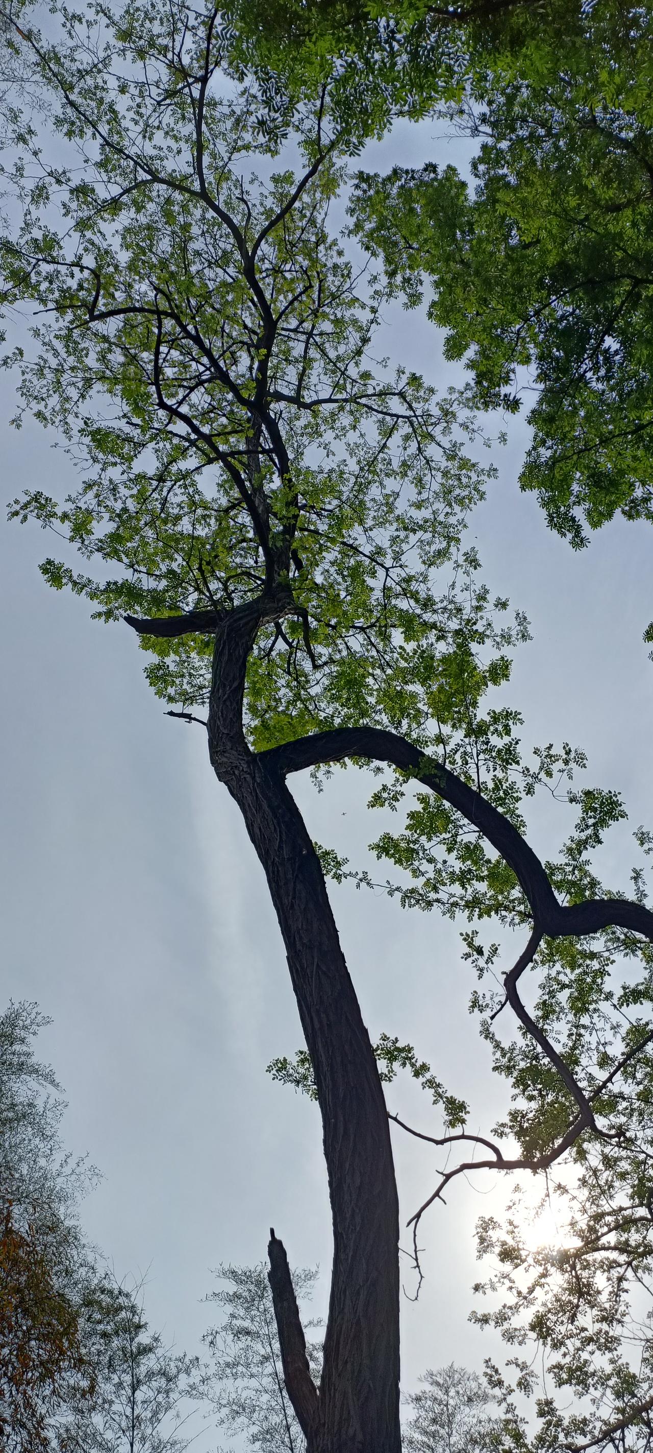 阳光透过树叶洒下，树影婆娑，自然之美尽收眼底。🌳🌞
上联:树影瑤曳间，
下联