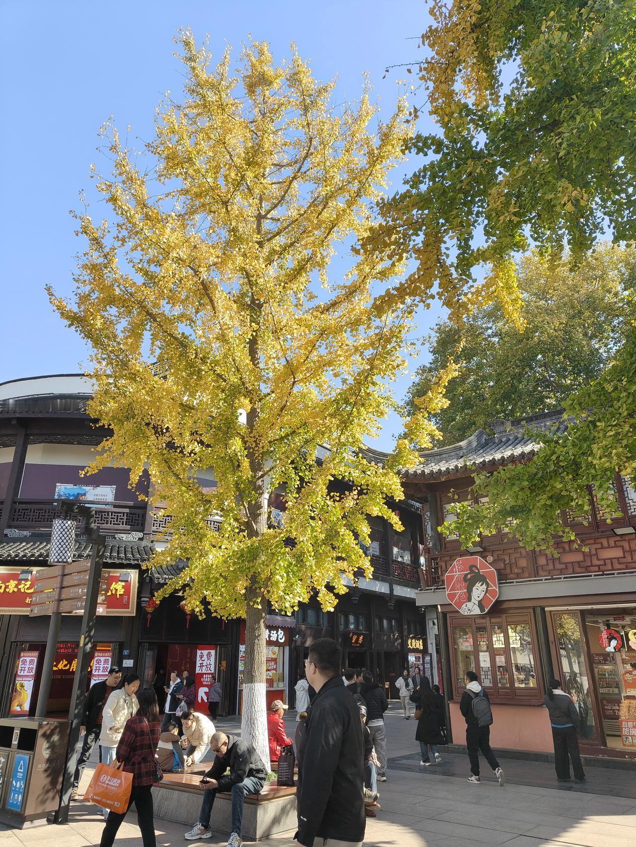 一张图证明秋天来了图一是南京夫子庙步行街的一棵银杏树；图二是南京雨花台风景区二忠