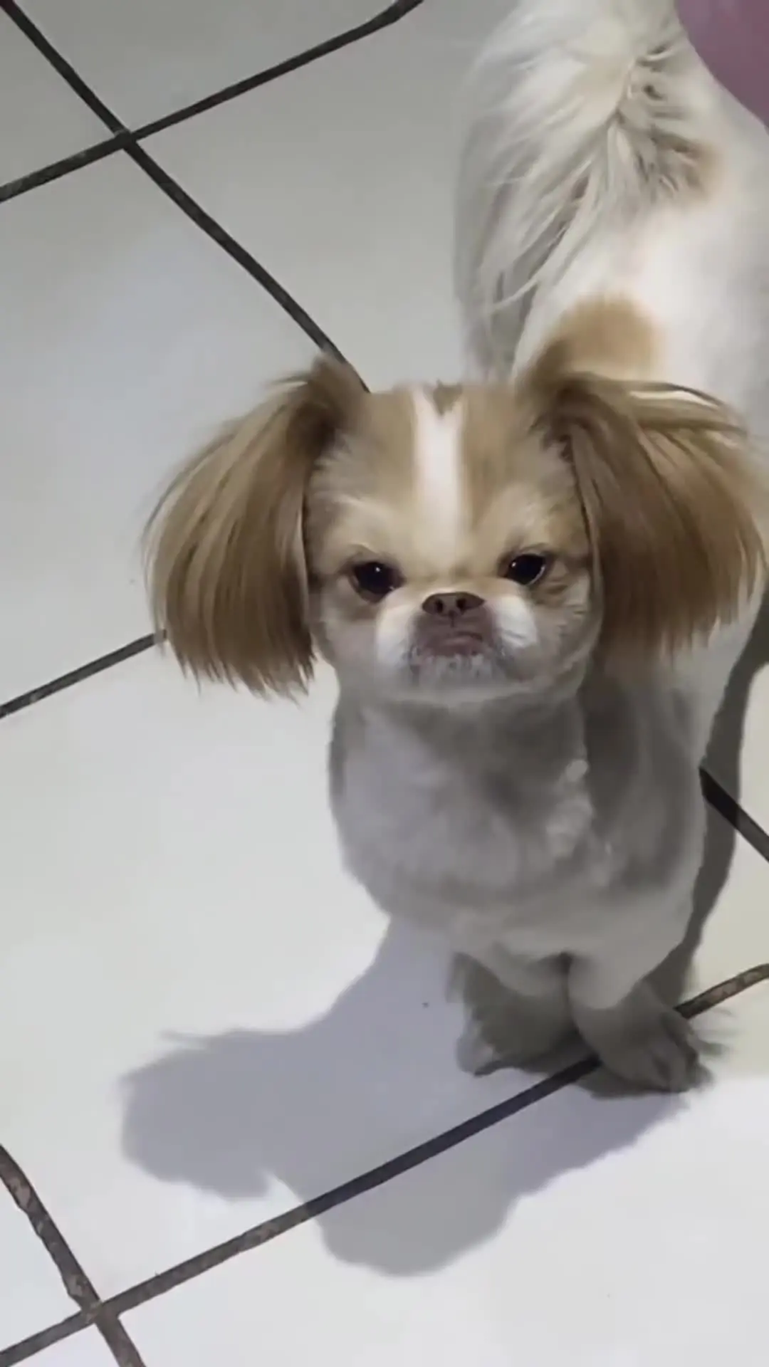 咋越看越像