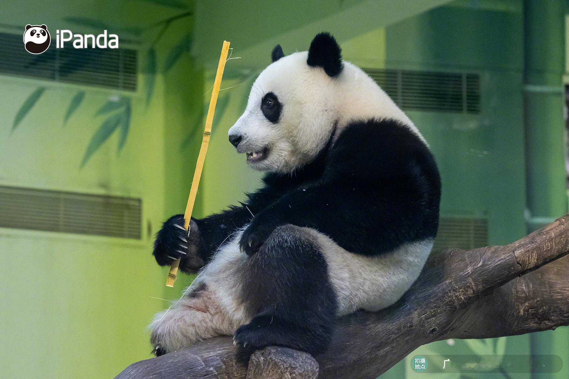 大熊猫妹珠 ：我妈说今晚吃“笋子炒肉”，让我带根竹子回去，家人们觉得这根可以吗？