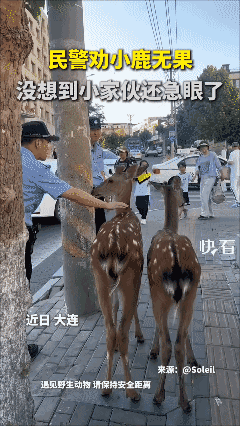 民警劝小鹿无果，
没想到小家伙还急眼了😂