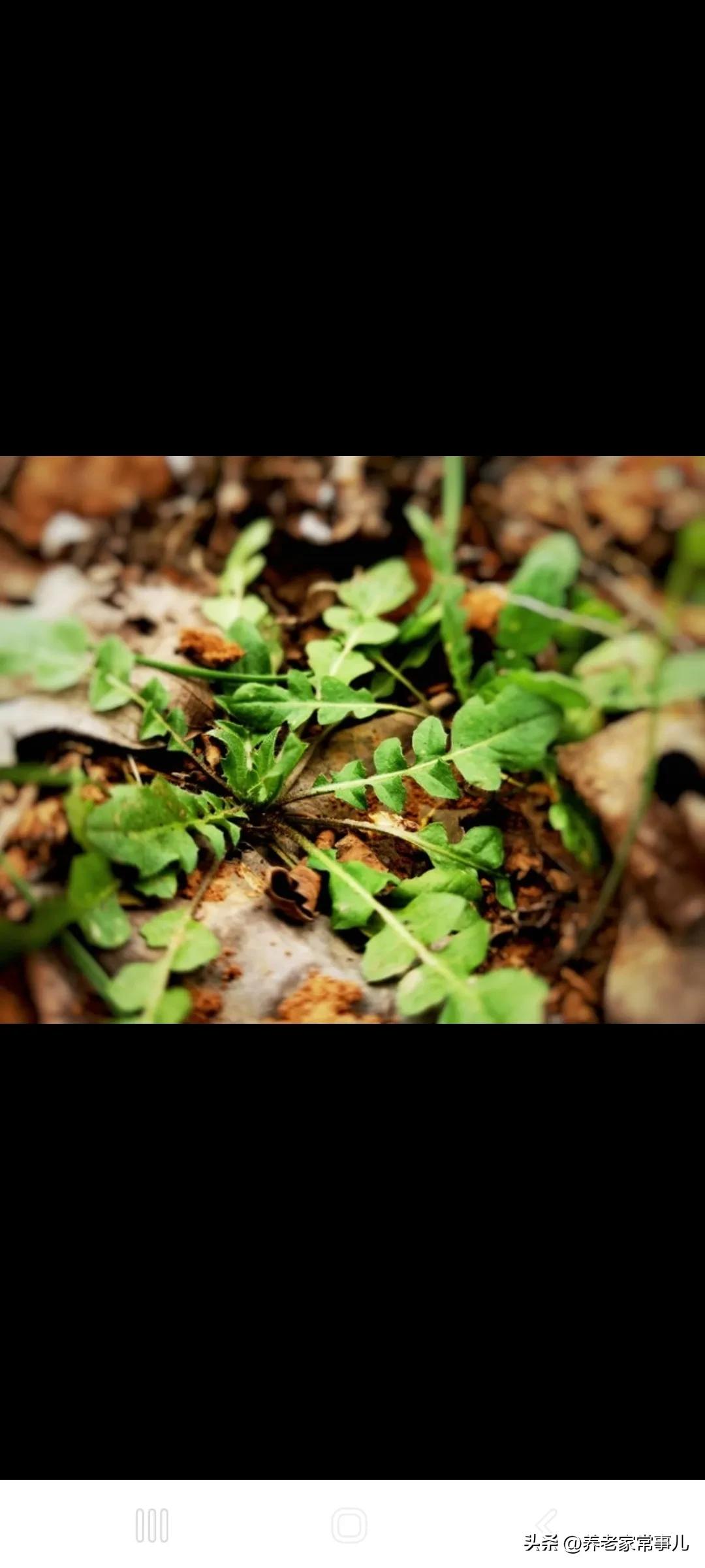 春养肝，四季安；两菜一花来帮忙。
老话常说：春养肝，百病消。
一到春天，风大干燥
