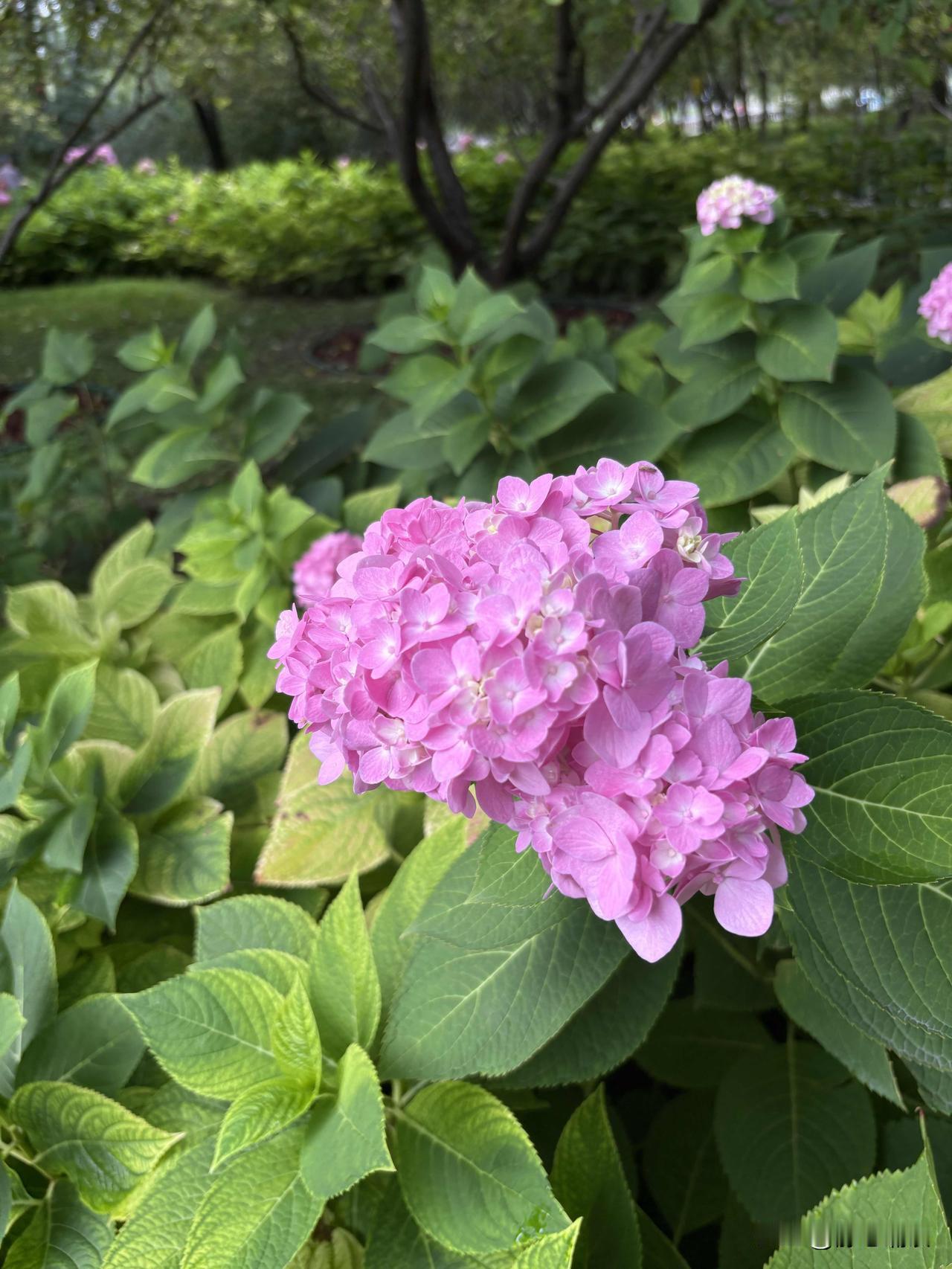 上午去医院开药，同样的医生操作了好几遍，却开不出常吃的进口药，提示没有权限。
