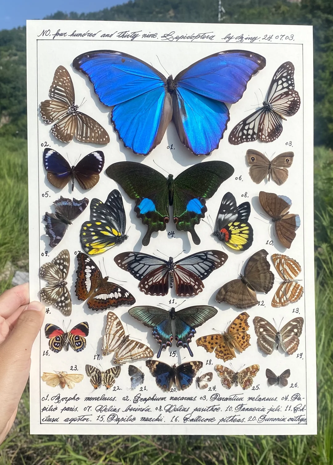 大蓝闪蝶做主蝶的蝴蝶标本图鉴一幅