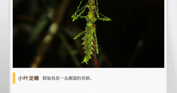 泽润生物 湖湘自然历丨夏日昆虫记?看哪，那丛“苔藓”会走路