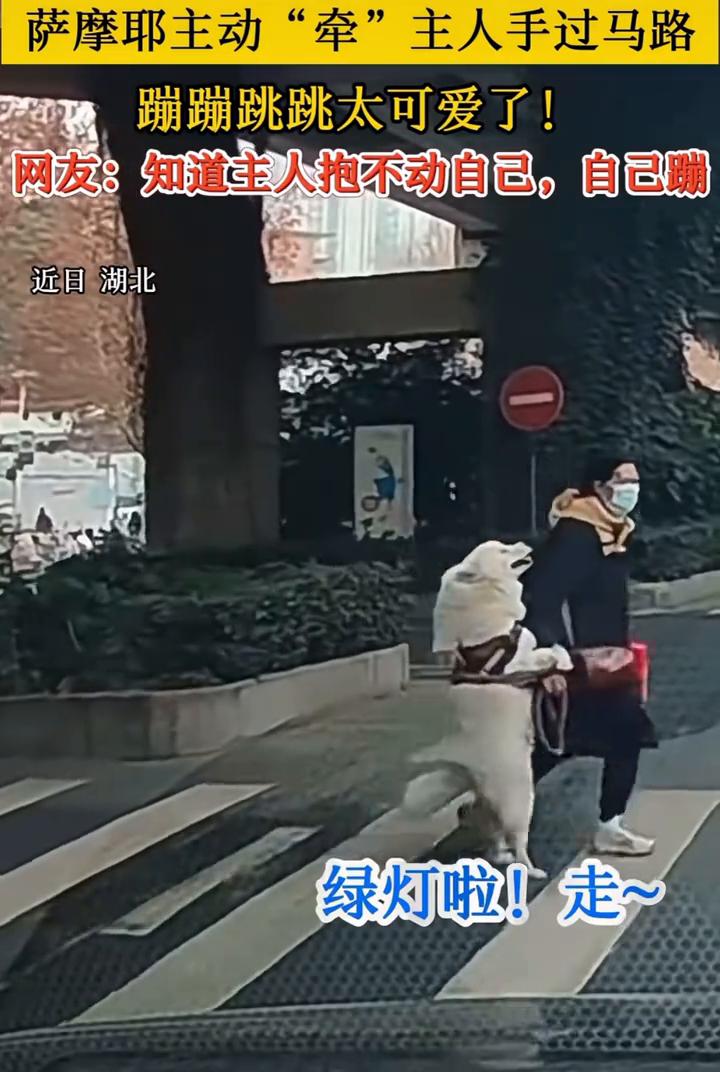 萨摩耶主动"牵"主人手过马路，蹦蹦跳跳太可爱了！
近日湖北，网友：知道主人抱不动