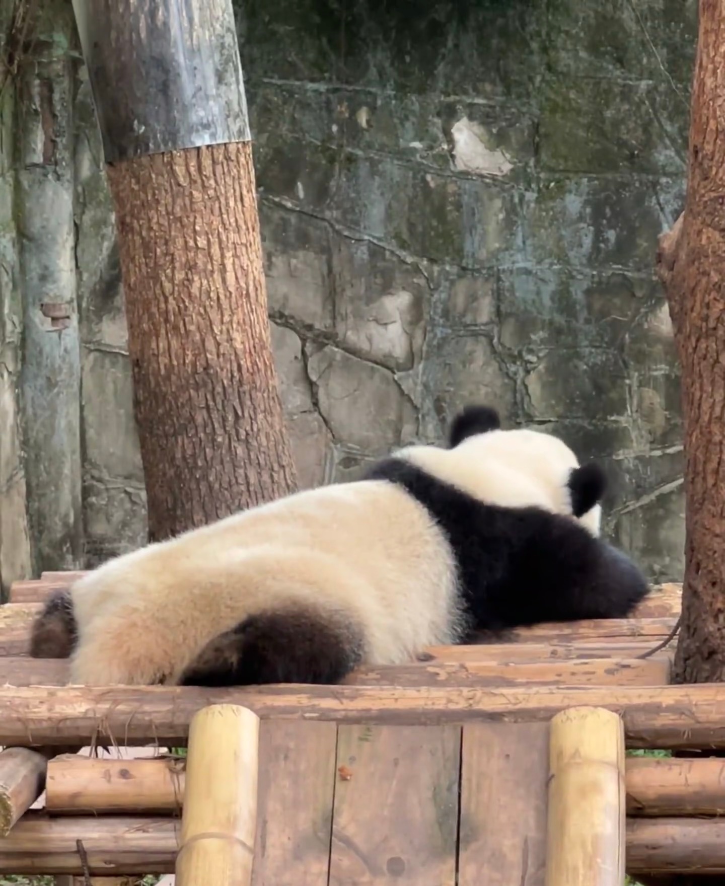每日一善🐼熊猫守护者    🕊️    ᕱ⑅ᕱ┏⋆づ(｡•ꈊ•｡)づ ⋆✩: