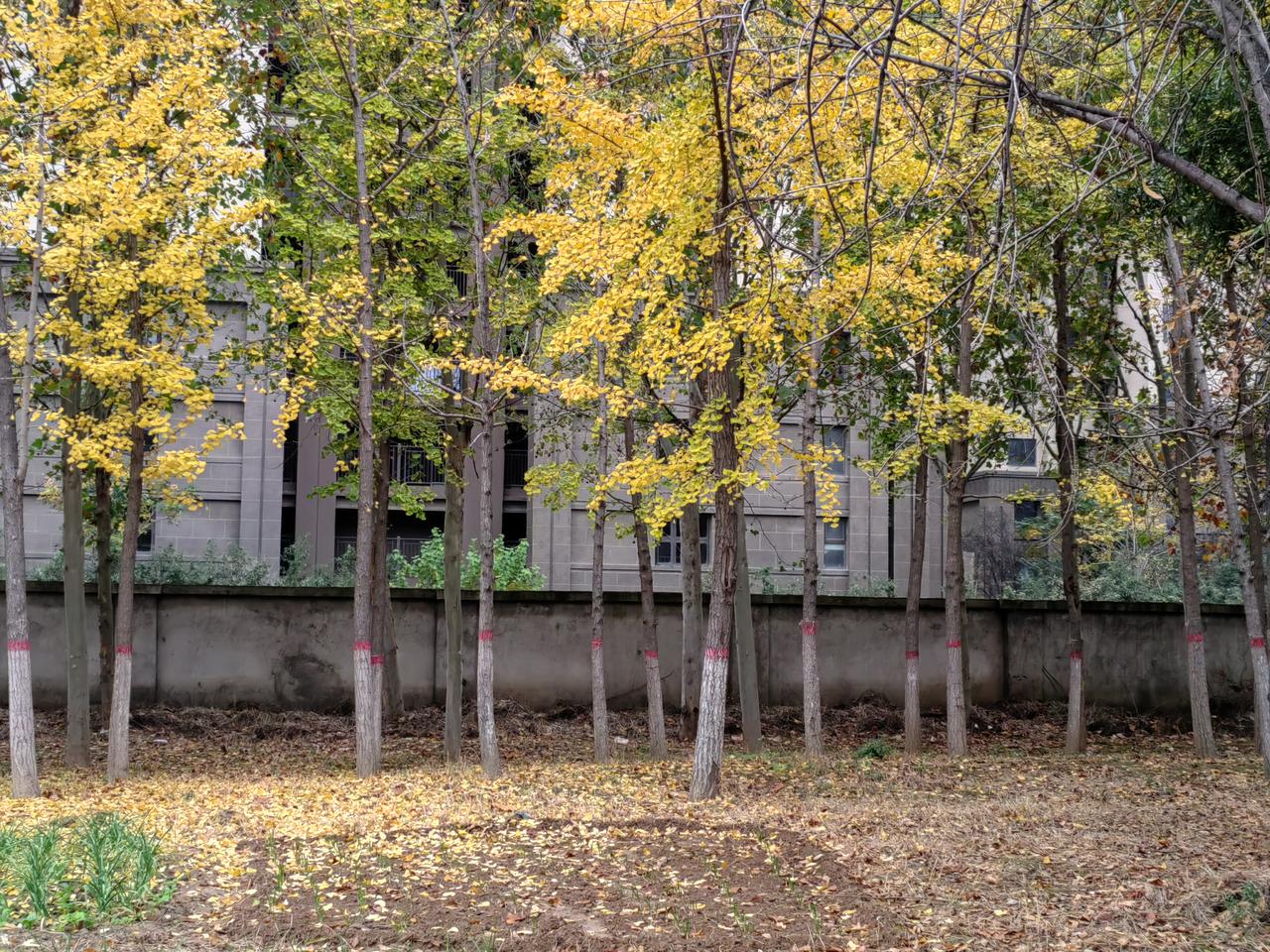 村里某丙，干起农活来一把好手，但脾气甚是厉害，喝一声如炸雷，三个儿子挨打时没有敢